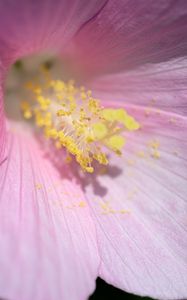 Preview wallpaper petals, pollen, flower, pink
