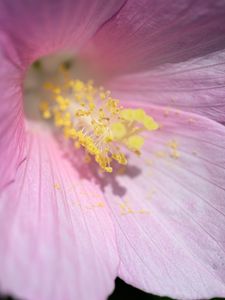 Preview wallpaper petals, pollen, flower, pink