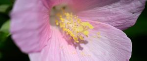 Preview wallpaper petals, pollen, flower, pink