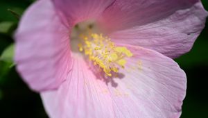 Preview wallpaper petals, pollen, flower, pink