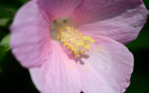 Preview wallpaper petals, pollen, flower, pink