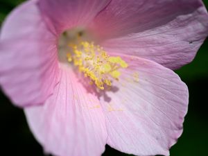 Preview wallpaper petals, pollen, flower, pink