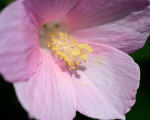 Preview wallpaper petals, pollen, flower, pink