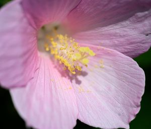 Preview wallpaper petals, pollen, flower, pink
