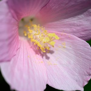 Preview wallpaper petals, pollen, flower, pink