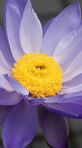 Preview wallpaper petals, pollen, flower, purple