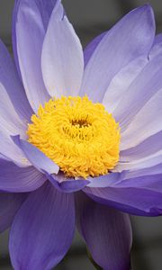 Preview wallpaper petals, pollen, flower, purple