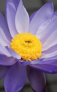 Preview wallpaper petals, pollen, flower, purple