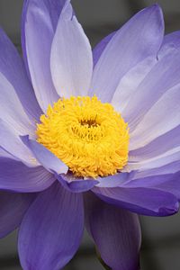 Preview wallpaper petals, pollen, flower, purple