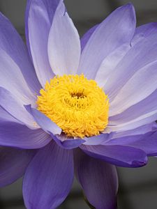 Preview wallpaper petals, pollen, flower, purple