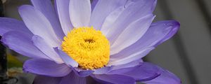 Preview wallpaper petals, pollen, flower, purple
