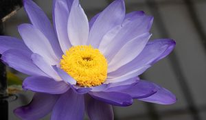 Preview wallpaper petals, pollen, flower, purple