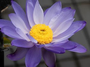 Preview wallpaper petals, pollen, flower, purple