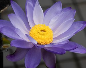 Preview wallpaper petals, pollen, flower, purple