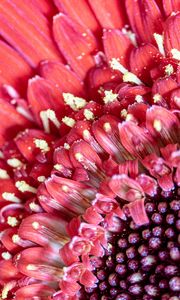 Preview wallpaper petals, pollen, flower, pink, macro