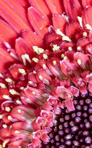 Preview wallpaper petals, pollen, flower, pink, macro