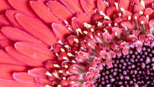 Preview wallpaper petals, pollen, flower, pink, macro