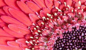 Preview wallpaper petals, pollen, flower, pink, macro