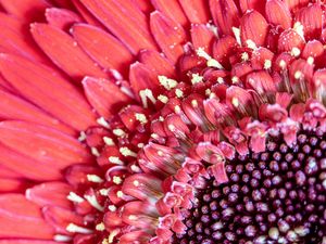 Preview wallpaper petals, pollen, flower, pink, macro