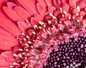 Preview wallpaper petals, pollen, flower, pink, macro