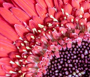 Preview wallpaper petals, pollen, flower, pink, macro