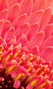 Preview wallpaper petals, pollen, flower, macro, pink