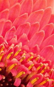 Preview wallpaper petals, pollen, flower, macro, pink