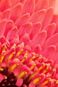 Preview wallpaper petals, pollen, flower, macro, pink