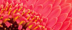 Preview wallpaper petals, pollen, flower, macro, pink