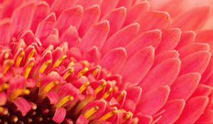 Preview wallpaper petals, pollen, flower, macro, pink