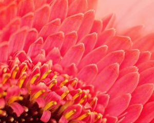 Preview wallpaper petals, pollen, flower, macro, pink