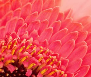 Preview wallpaper petals, pollen, flower, macro, pink