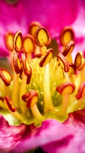 Preview wallpaper petals, pollen, macro, flower, pink, blur