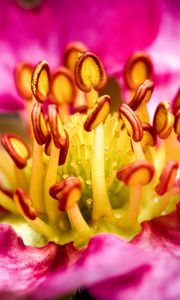 Preview wallpaper petals, pollen, macro, flower, pink, blur
