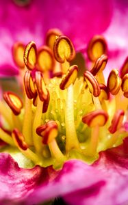 Preview wallpaper petals, pollen, macro, flower, pink, blur