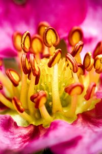 Preview wallpaper petals, pollen, macro, flower, pink, blur