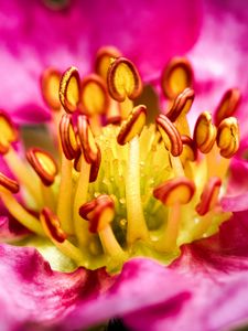 Preview wallpaper petals, pollen, macro, flower, pink, blur