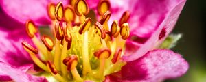 Preview wallpaper petals, pollen, macro, flower, pink, blur