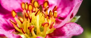 Preview wallpaper petals, pollen, macro, flower, pink, blur