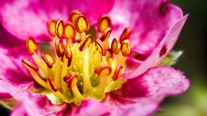 Preview wallpaper petals, pollen, macro, flower, pink, blur