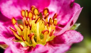 Preview wallpaper petals, pollen, macro, flower, pink, blur