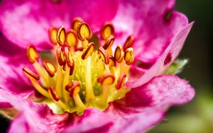 Preview wallpaper petals, pollen, macro, flower, pink, blur