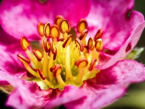 Preview wallpaper petals, pollen, macro, flower, pink, blur