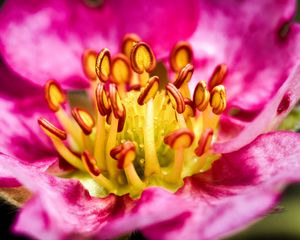 Preview wallpaper petals, pollen, macro, flower, pink, blur