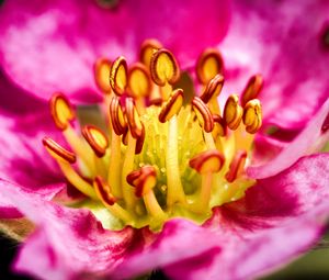 Preview wallpaper petals, pollen, macro, flower, pink, blur