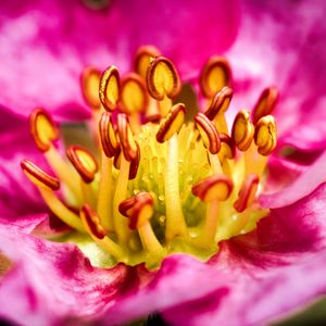 Preview wallpaper petals, pollen, macro, flower, pink, blur