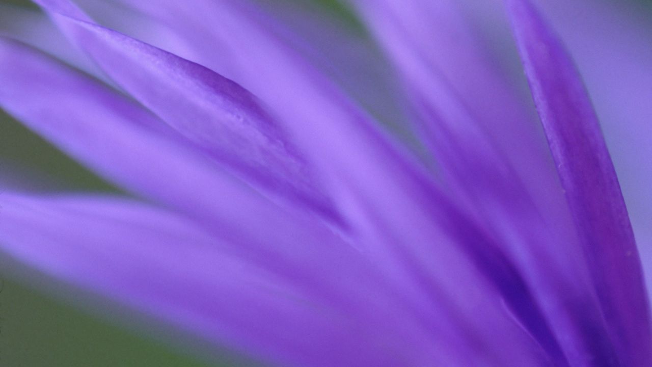 Wallpaper petals, purple, flower, plant, blurring