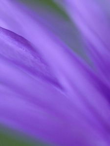 Preview wallpaper petals, purple, flower, plant, blurring