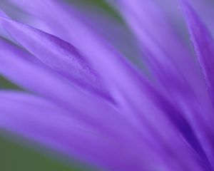 Preview wallpaper petals, purple, flower, plant, blurring