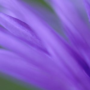 Preview wallpaper petals, purple, flower, plant, blurring